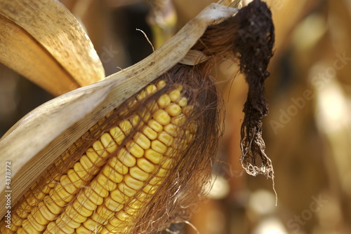 Slika na platnu Fall harvest: corn