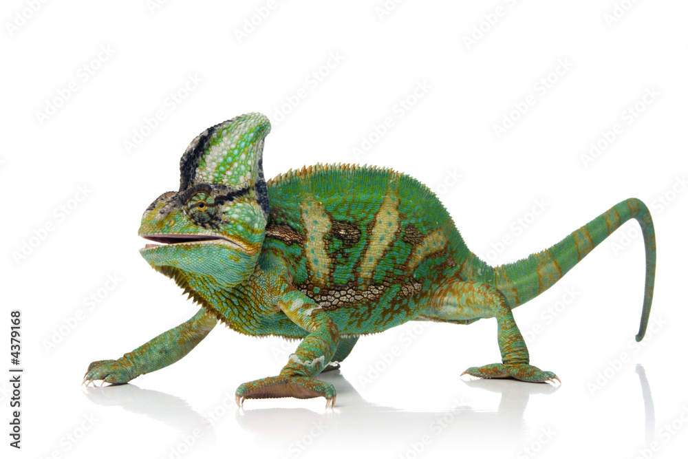 Obraz premium chameleon