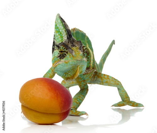 chameleon and apricot