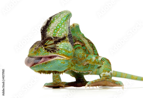 chameleon