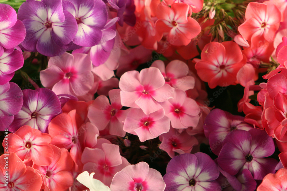 Flower background - multi-coloured phloxes