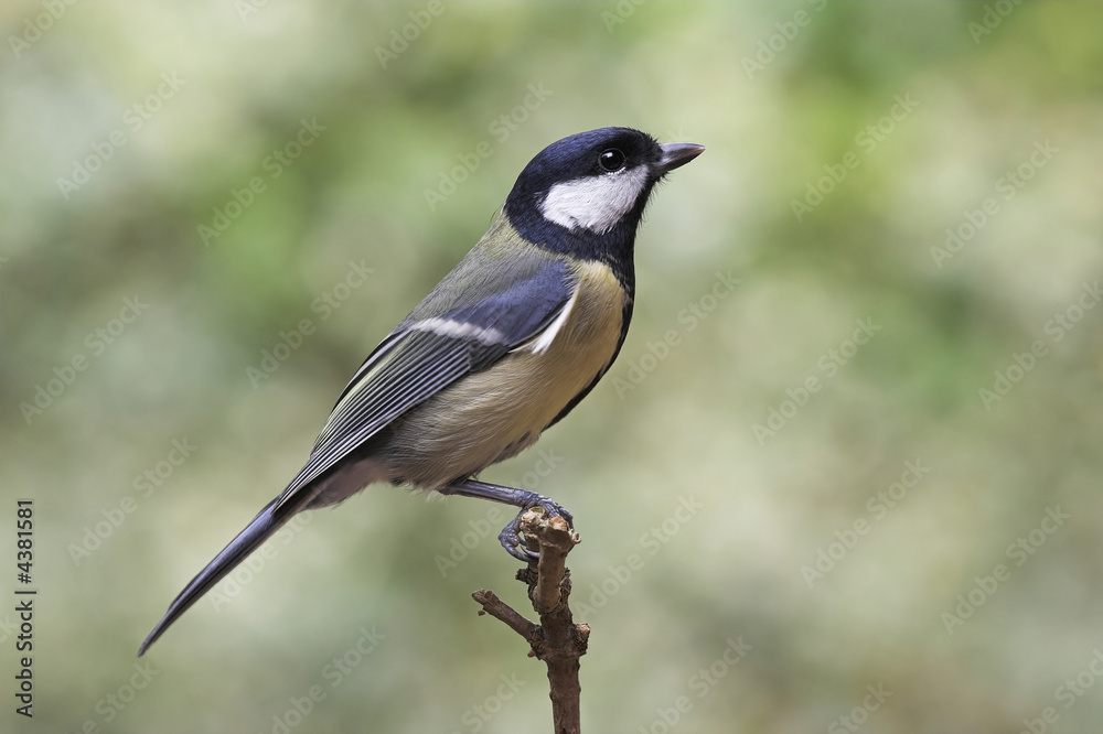 Obraz premium Great Tit - Parus major