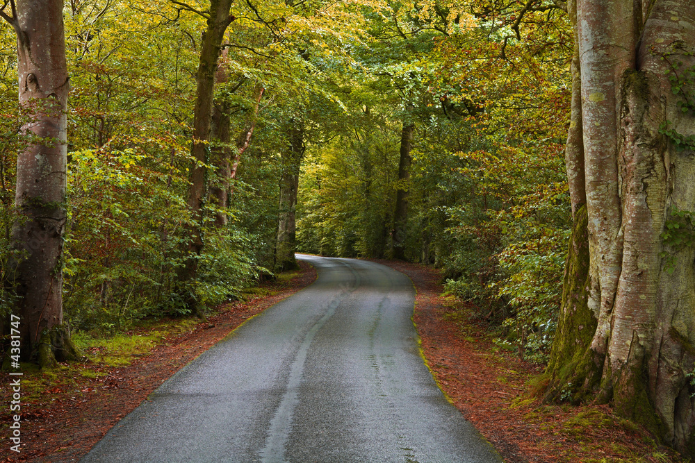 Naklejka premium Winding autumn road