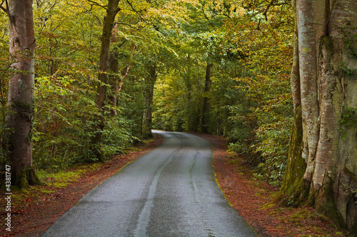 Winding autumn road
