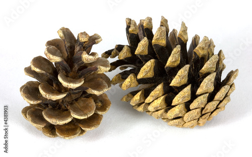 Two fir cones