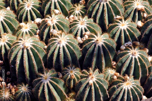 France, Nice, parc Phenix: eriocactus magnificus photo