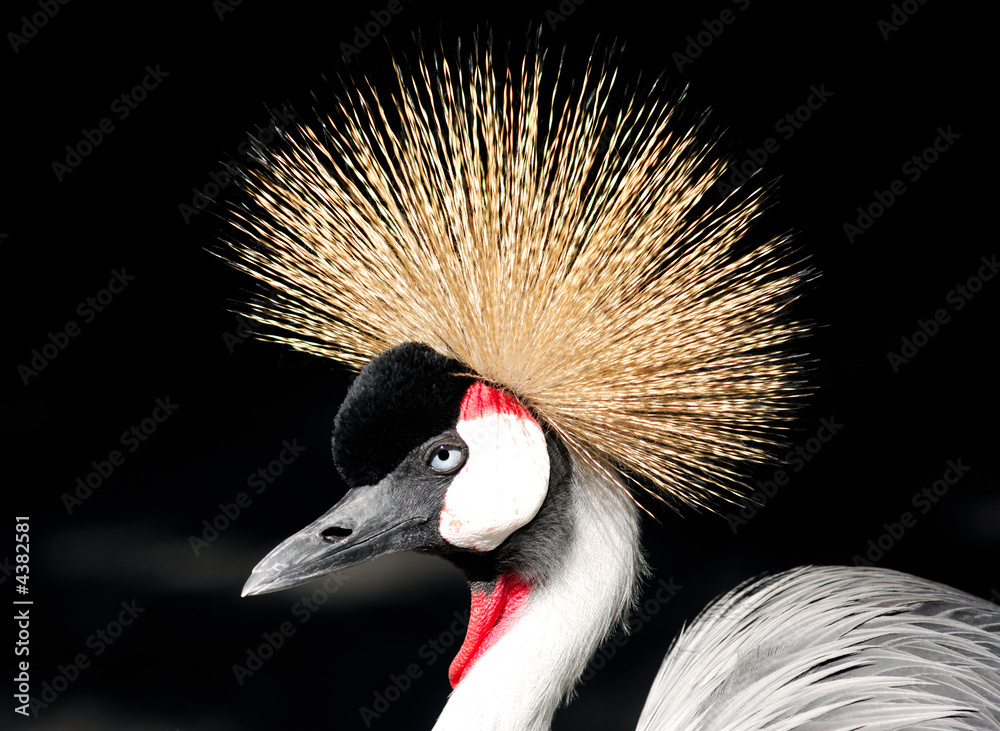 Fototapeta premium African Grey Crowned Crane Balearica regulorum