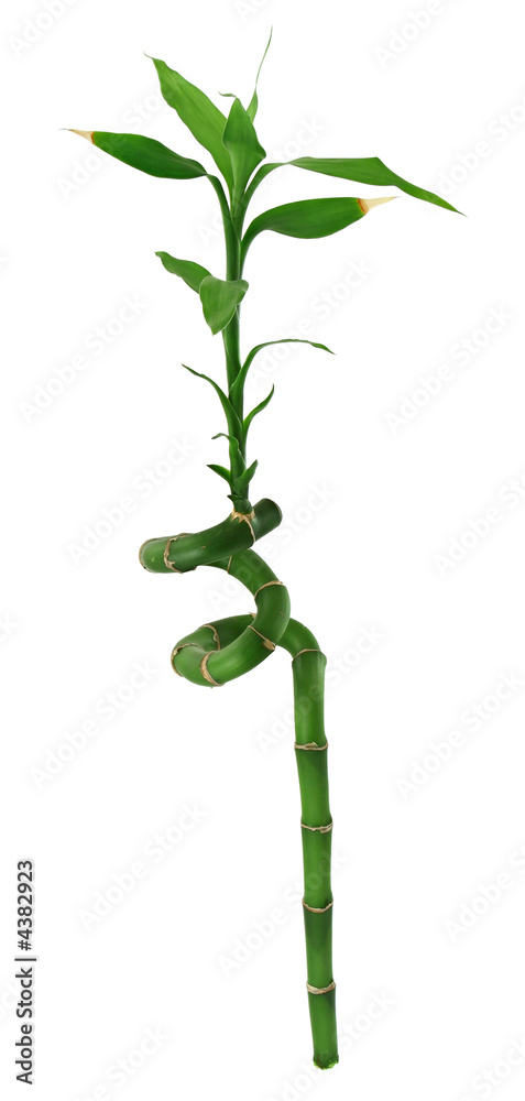 Obraz premium lucky bamboo