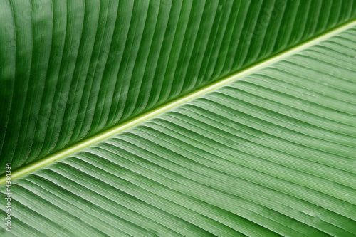 textura verde hoja de platano