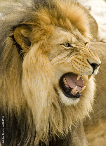Fototapeta Naklejka Na Ścianę i Meble -  Roaring Lion