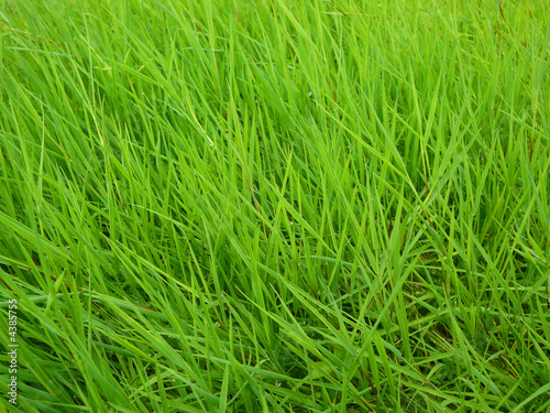 green grass field close-up