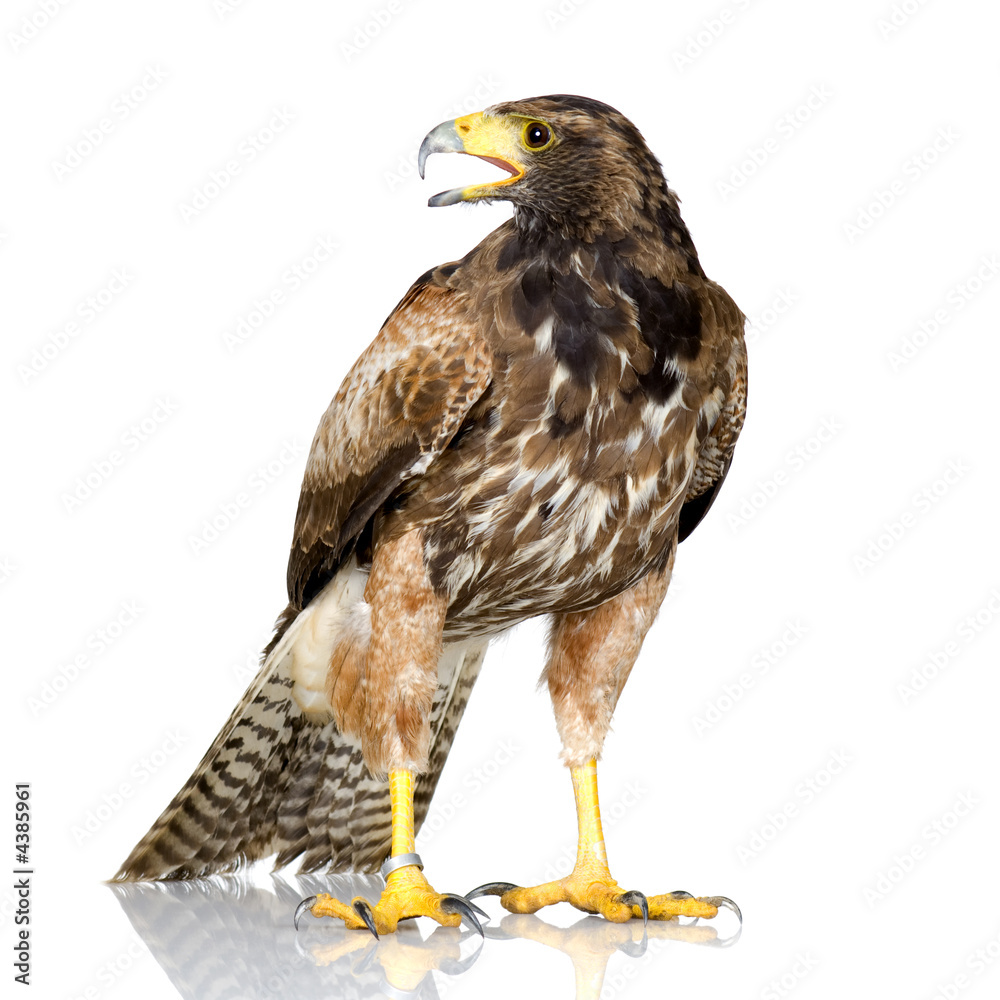 Harris's Hawk