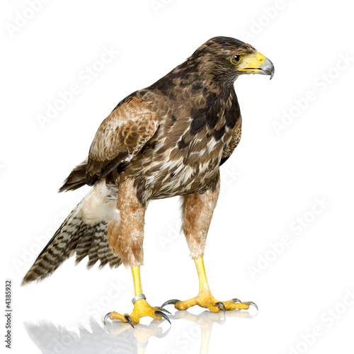 Harris s Hawk