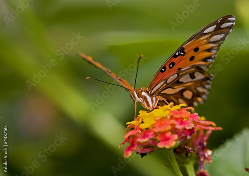 Tawny Emperor butterfly