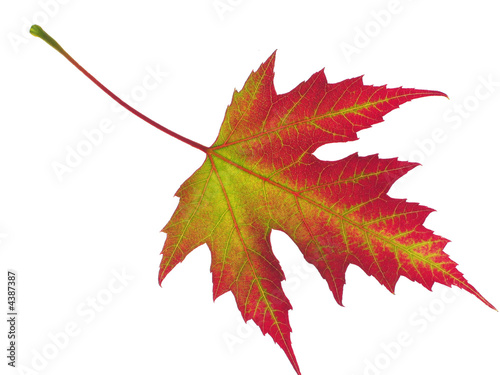 bunte Blatt