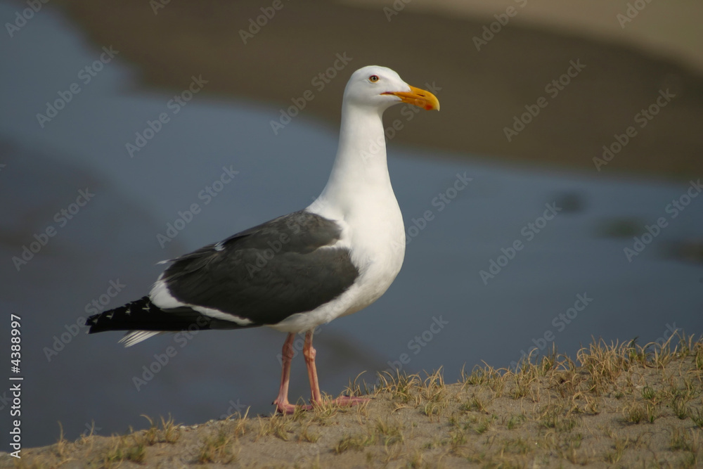 Obraz premium sea gull on cliff