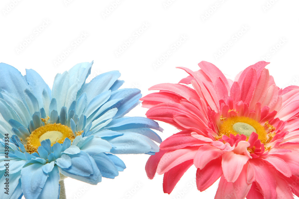 Fototapeta Pink and blue daisies