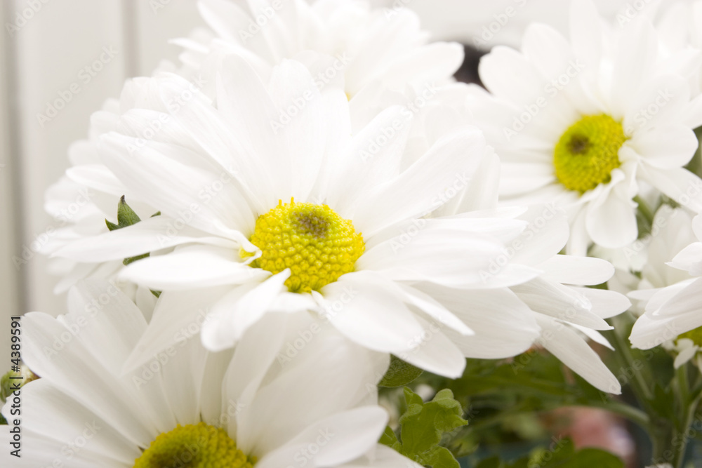 White daisies White daisies