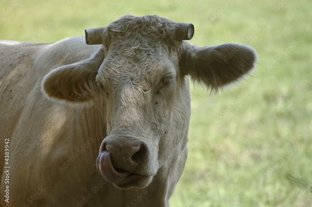 Tete de vache sans cornes