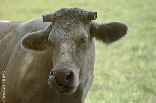 Tete de vache sans cornes