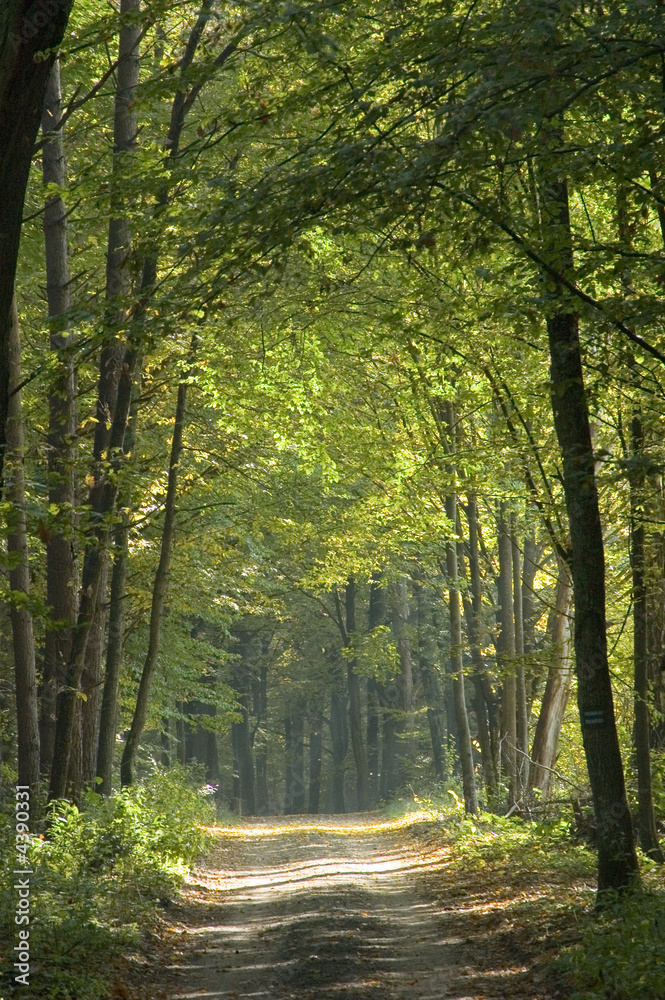 Fototapeta premium Sunny autumnal ground road