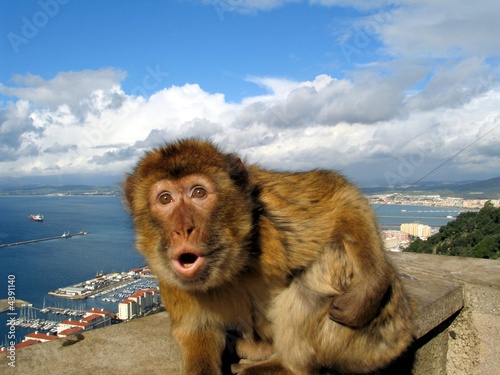 Affe auf Gibraltar