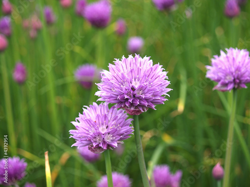 Schnittlauch   Bl  te - Schnittlauchbl  ten im Garten