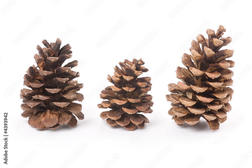 Pine Cone Pine Cone