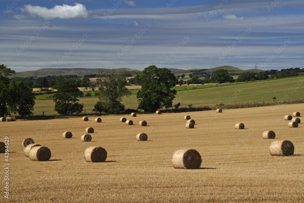 Fototapeta premium After the harvest