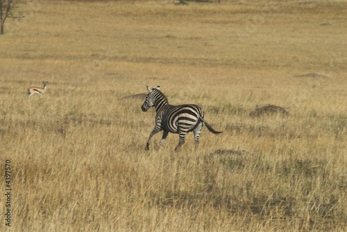 Serengheti NP, Tanzania photo