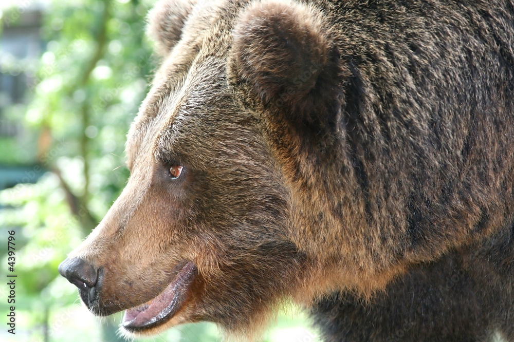 Obraz premium Brown bear 1