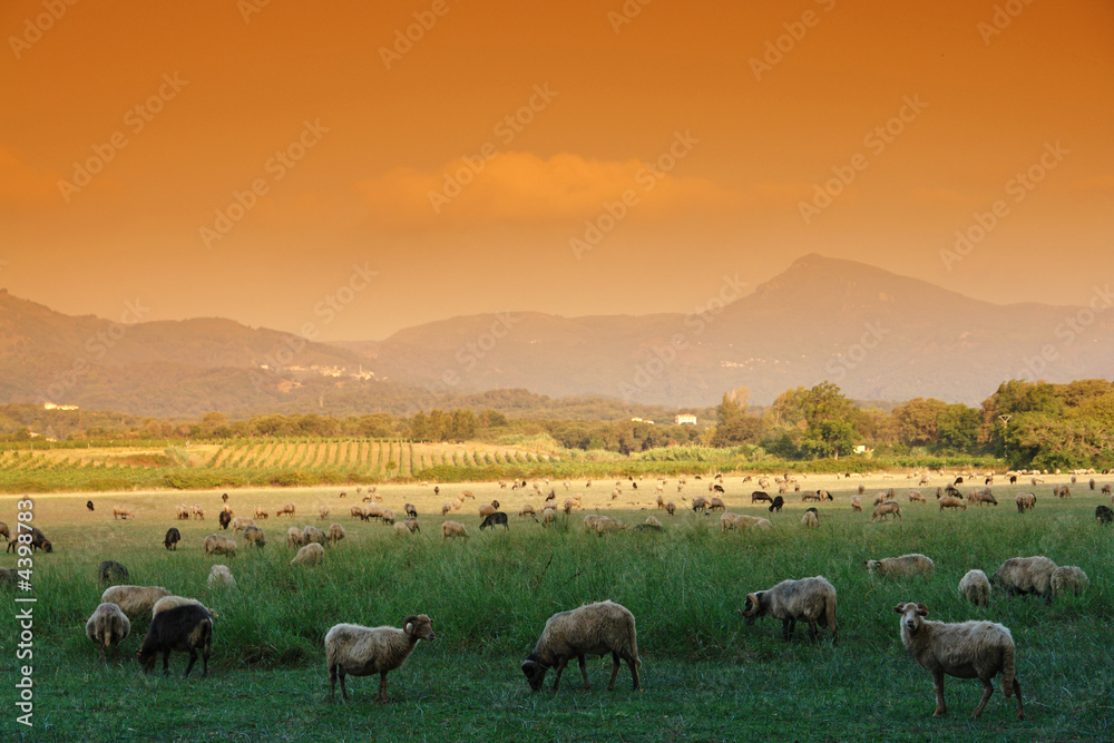 moutons corse