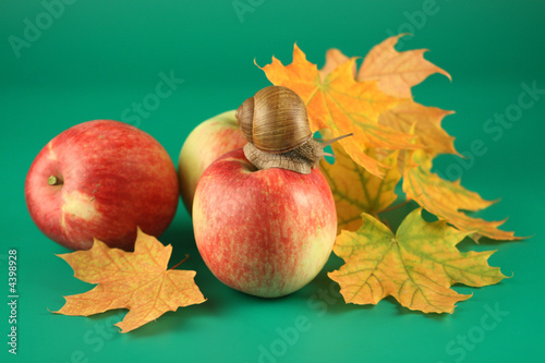 Snail on an apple and maple leaves on a green background.