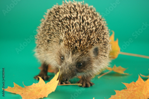 Hedgehog and maple leaves on a green background.