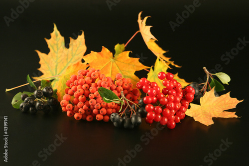фотографія Ash-berry, a guelder-rose, black ash-berry and maple leaves