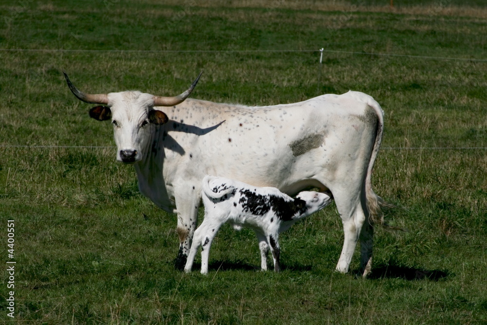 mother and calf mother and calf