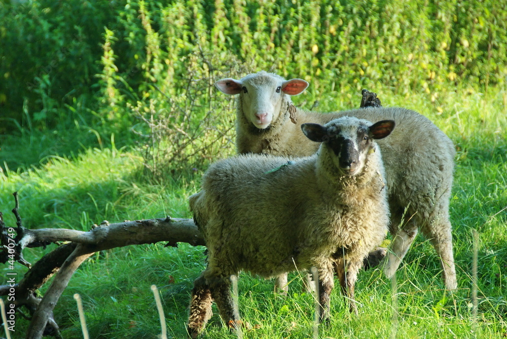 Fototapeta premium moutons