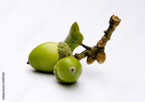Acorns from an Oak tree