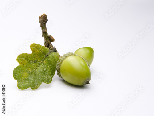 Acorns from an Oak tree
