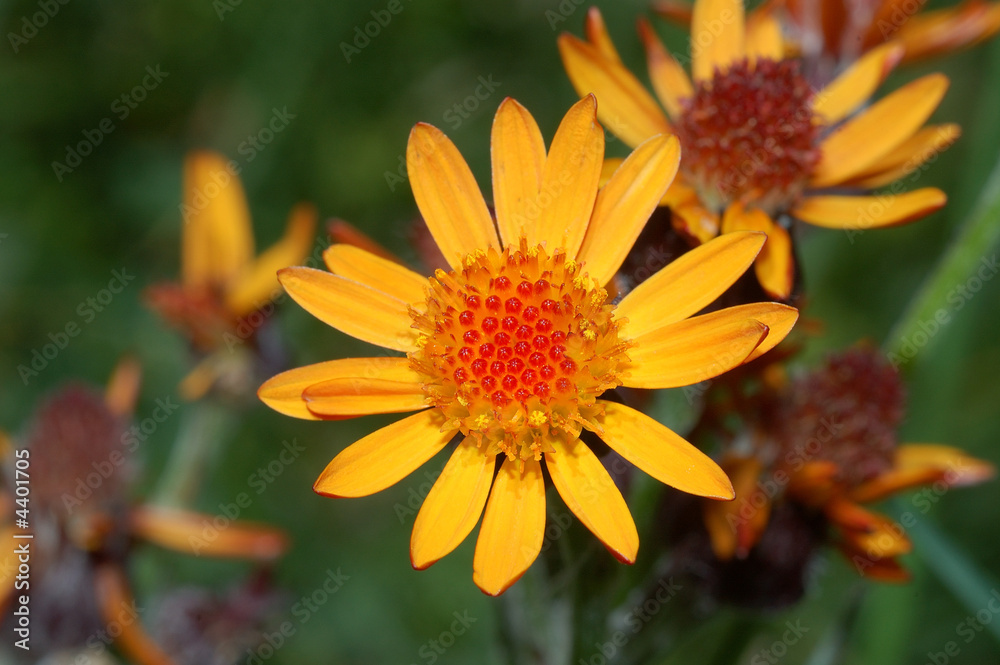 arnica montana