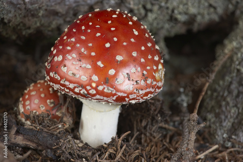 Quadro su tela fly agaric