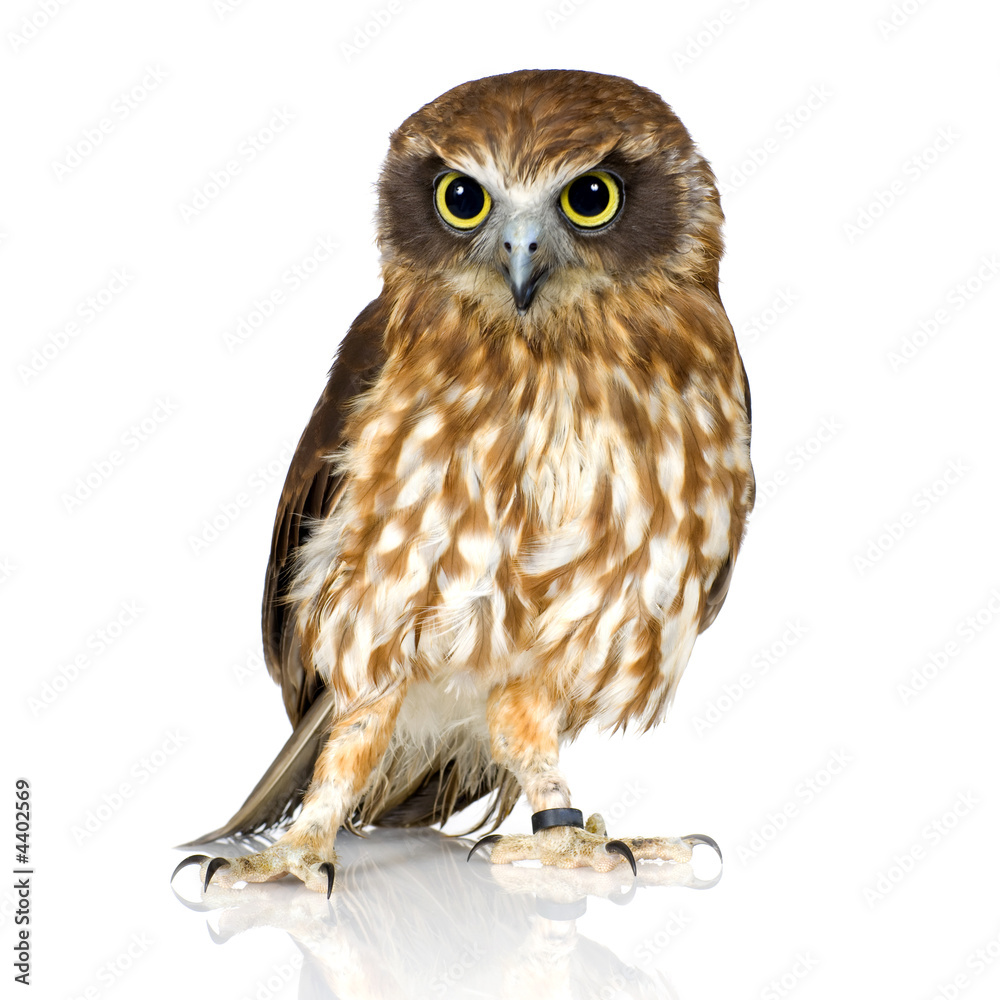 Naklejka premium Sowa nowozelandzka