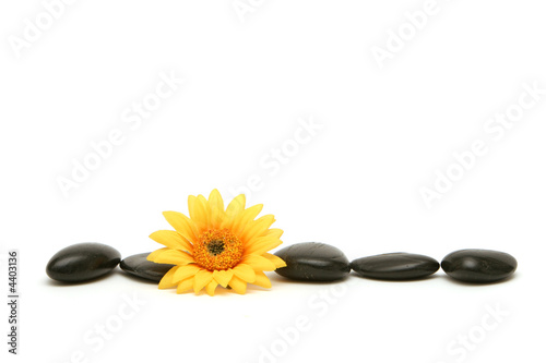Massage stones and daisy