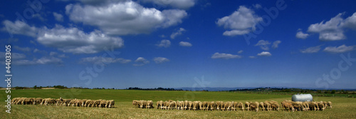 troupeau de moutons © Photo Passion