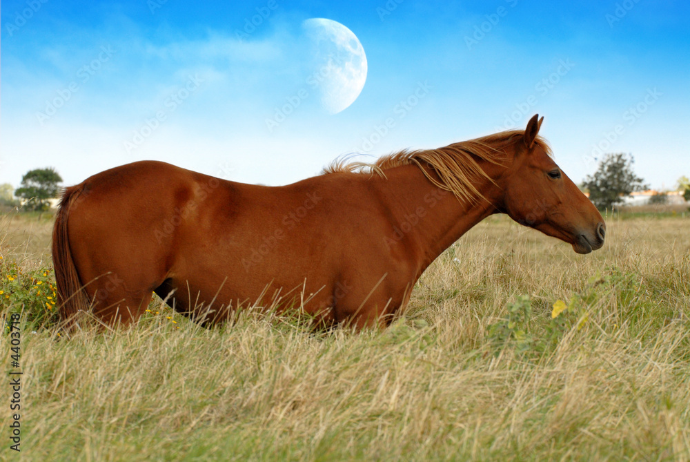 Fototapeta premium pouliche alezane sous la lune