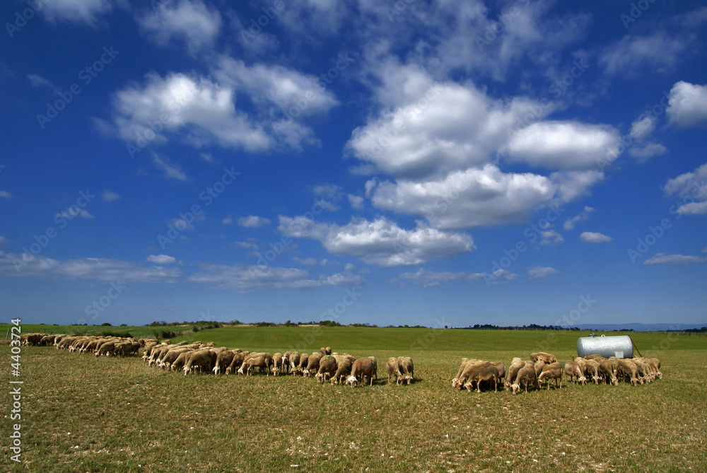 Fototapeta premium animaux de la ferme