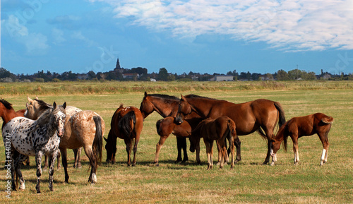 troupeau de chevaux dans les marais vendéen © jeanma85