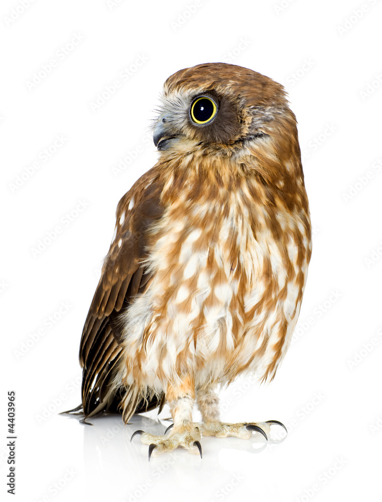 Fototapeta premium New Zealand owl
