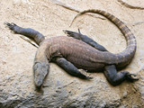 dragon lizard