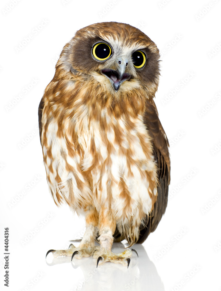 Obraz premium New Zealand owl